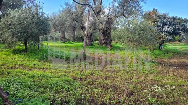 terreno agricolo in vendita a Corigliano-Rossano in zona Rossano