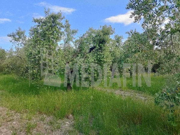 terreno agricolo in vendita a Corigliano-Rossano in zona Rossano