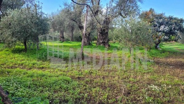terreno agricolo in vendita a Corigliano-Rossano in zona Rossano