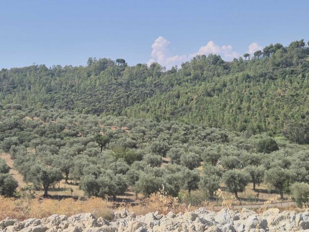 terreno agricolo in vendita a Corigliano-Rossano in zona Rossano