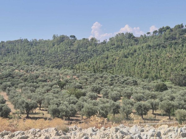 terreno agricolo in vendita a Corigliano-Rossano