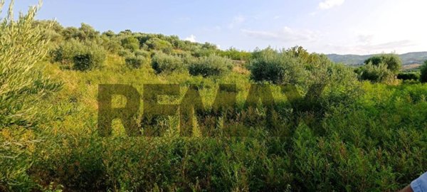terreno agricolo in vendita a Corigliano-Rossano in zona Fabrizio Piccolo