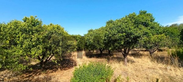 terreno agricolo in vendita a Corigliano-Rossano
