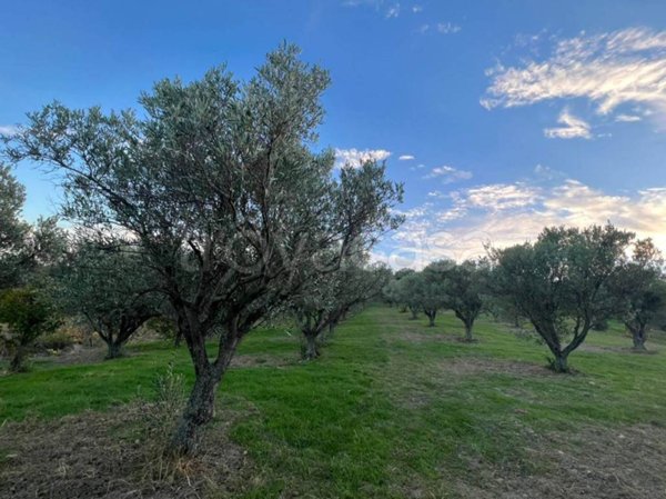 terreno agricolo in vendita a Borgia