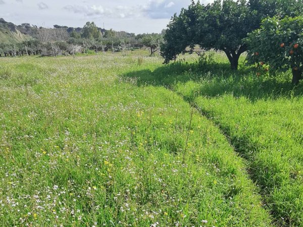 terreno agricolo in vendita a Borgia