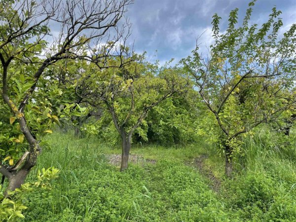 terreno agricolo in vendita a Borgia