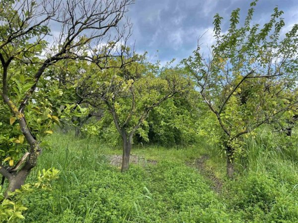 terreno agricolo in vendita a Borgia