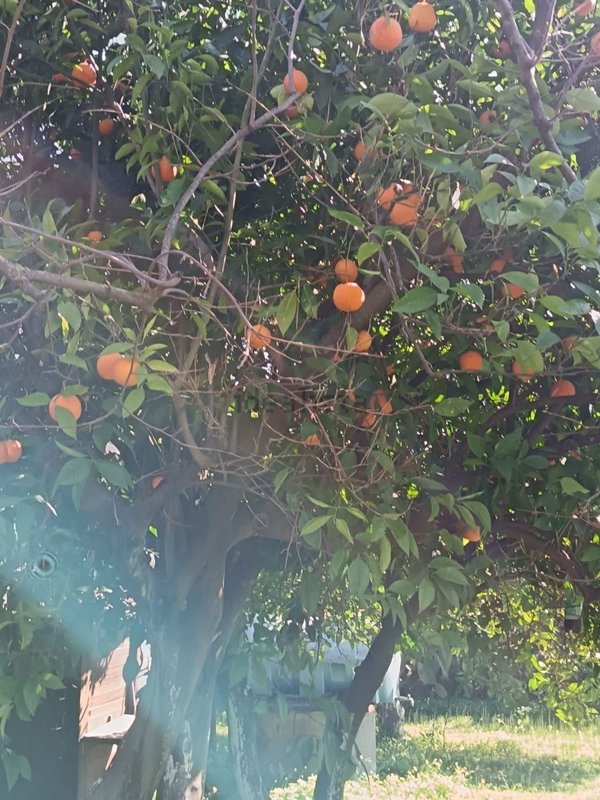 terreno agricolo in vendita a Borgia