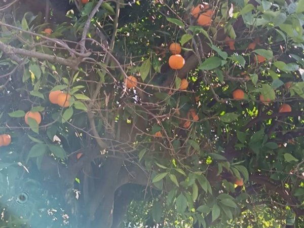 terreno agricolo in vendita a Borgia