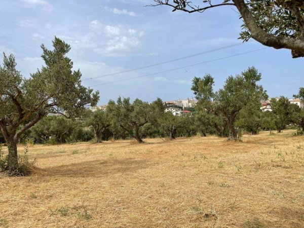 terreno agricolo in vendita a Catanzaro in zona Siano