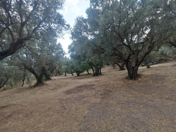 terreno agricolo in vendita a Catanzaro in zona Sant'Elia