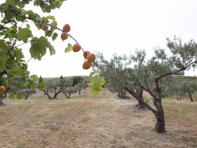 terreno agricolo in vendita a Catanzaro in zona Catanzaro Lido