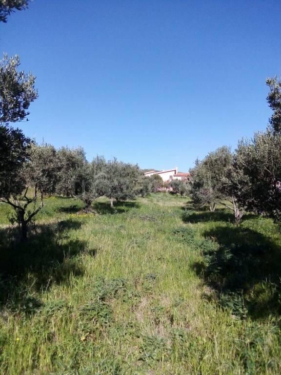 terreno agricolo in vendita a Catanzaro in zona Santa Maria