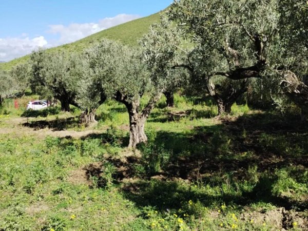 terreno agricolo in vendita a Catanzaro in zona Germaneto