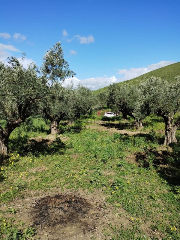 terreno agricolo in vendita a Catanzaro in zona Germaneto