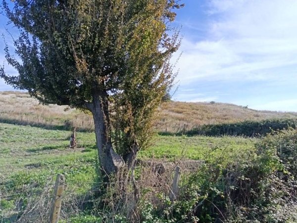 terreno agricolo in vendita a Catanzaro in zona Catanzaro Lido