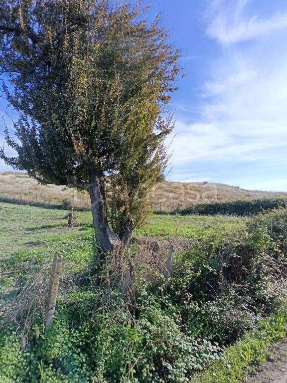 terreno agricolo in vendita a Catanzaro in zona Catanzaro Lido