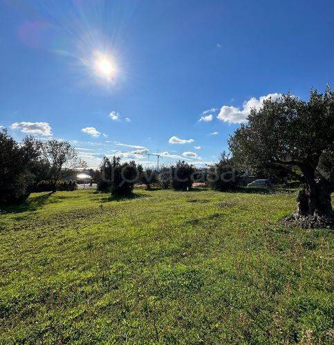 terreno agricolo in vendita a Catanzaro in zona Siano
