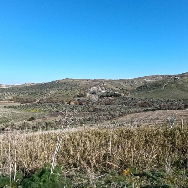 terreno agricolo in vendita a Cropani