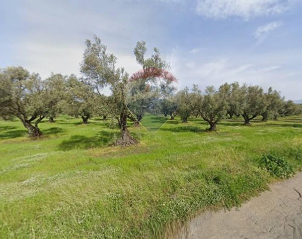 terreno agricolo in vendita a Curinga