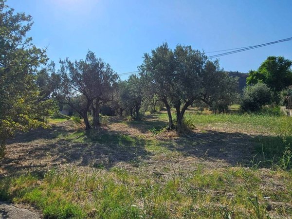 terreno agricolo in vendita a Davoli