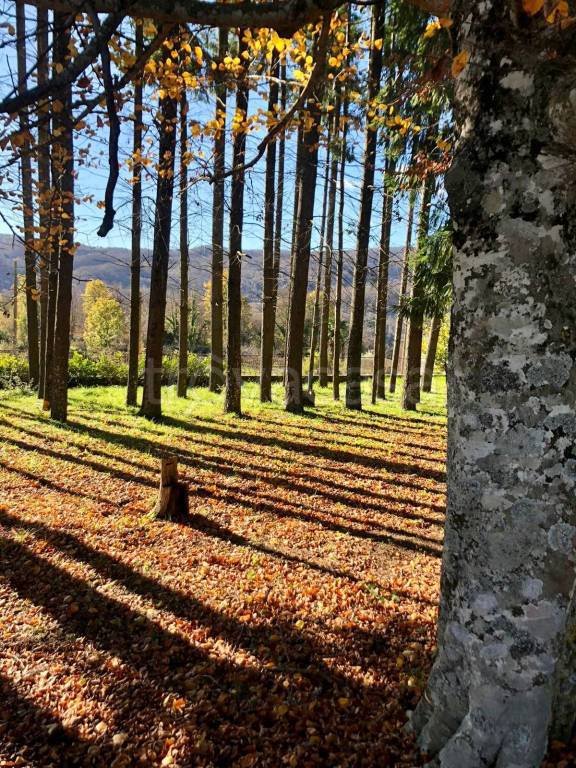 terreno agricolo in vendita a Decollatura