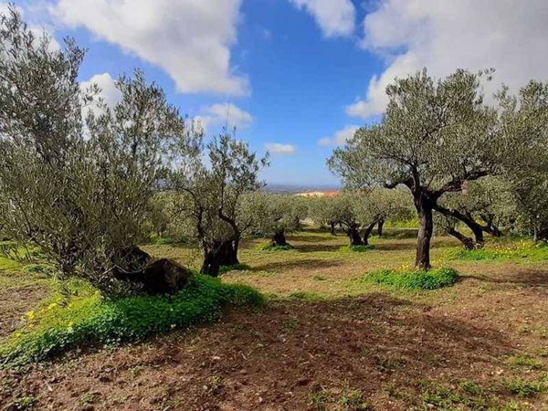 terreno agricolo in vendita a Feroleto Antico
