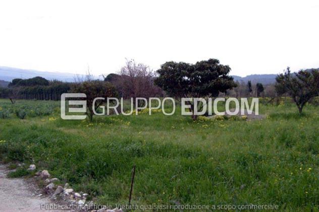 terreno agricolo in vendita a Feroleto Antico