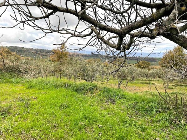 terreno agricolo in vendita a Girifalco