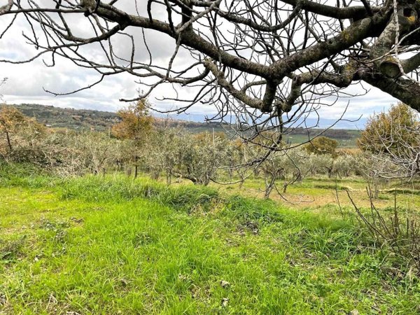 pentavano in vendita a Girifalco