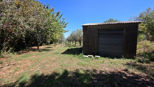 terreno agricolo in vendita a Girifalco