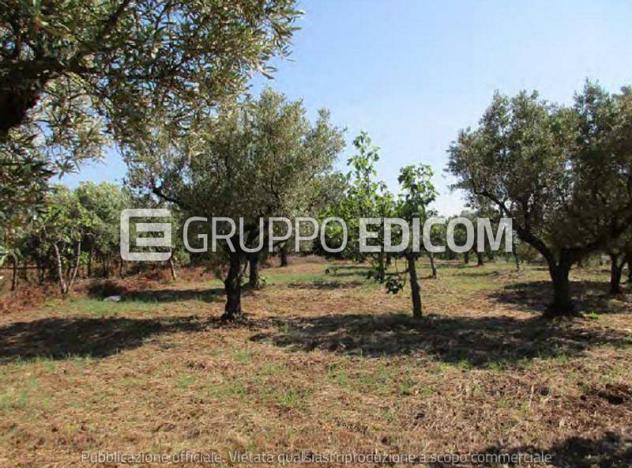 terreno agricolo in vendita a Gizzeria