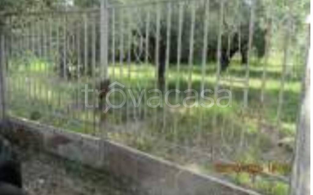 terreno agricolo in vendita a Gizzeria