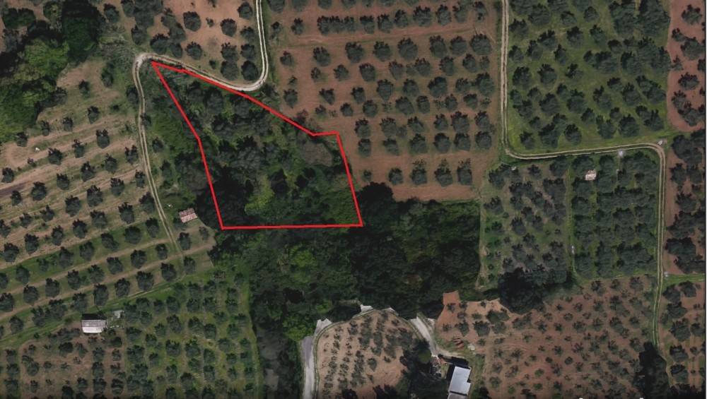 terreno agricolo in vendita a Gizzeria in zona Mortilla
