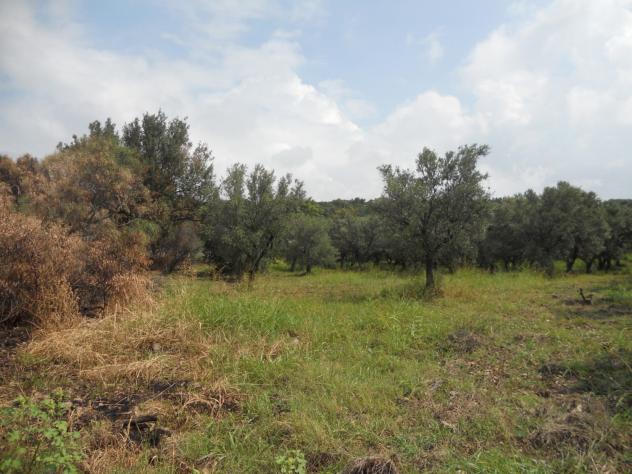 terreno agricolo in vendita a Gizzeria