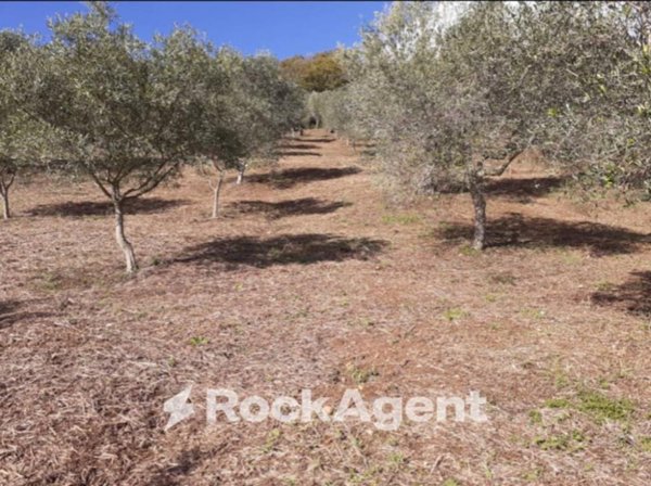 terreno agricolo in vendita a Marcellinara