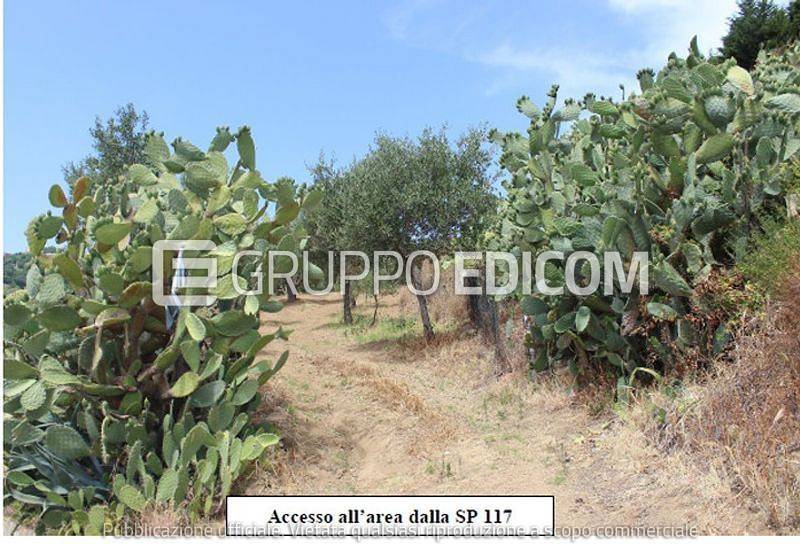 terreno agricolo in vendita a Montauro