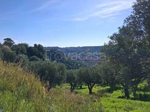 terreno agricolo in vendita a Petrizzi