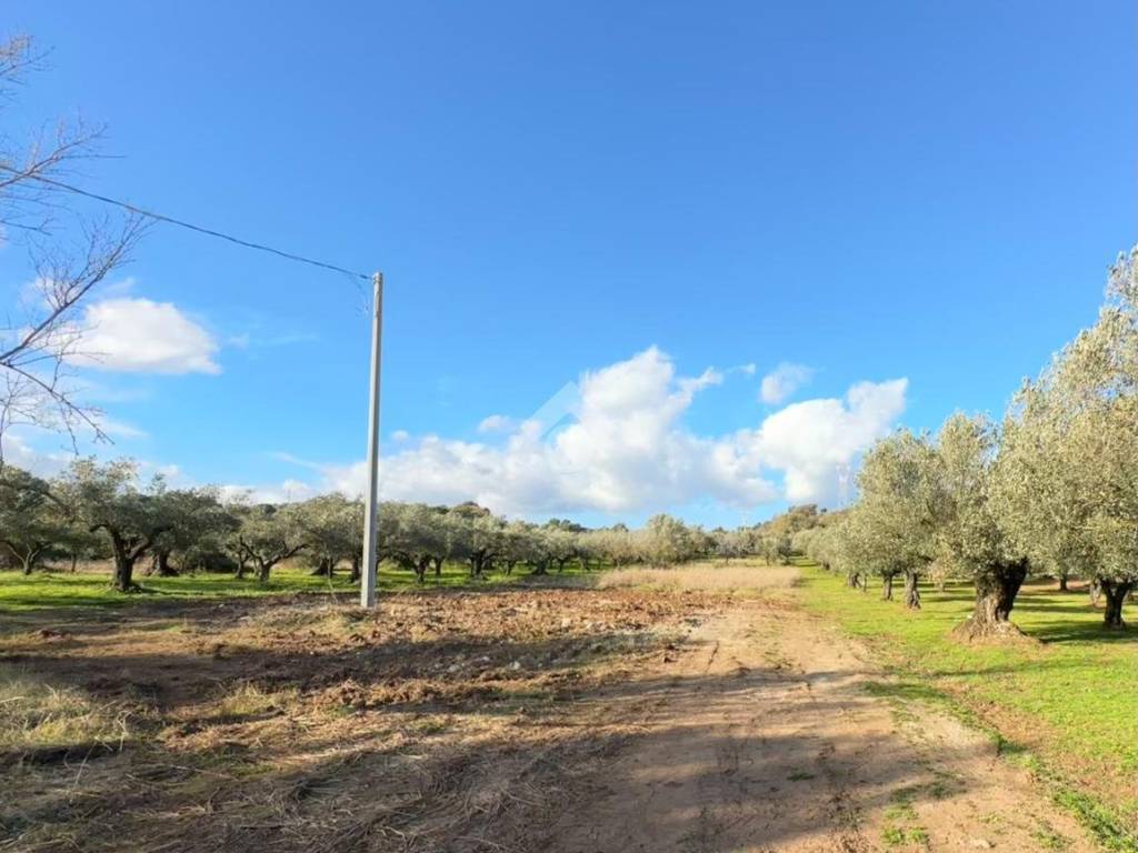 terreno agricolo in vendita a Pianopoli