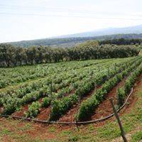 terreno agricolo in vendita a Pianopoli