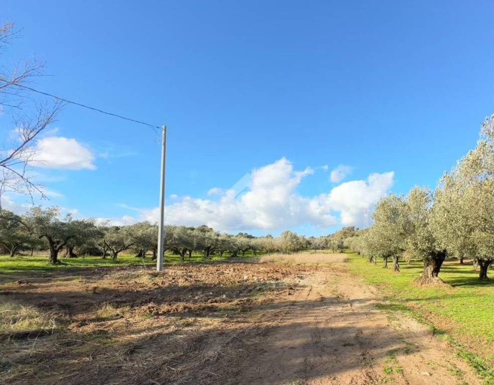 terreno agricolo in vendita a Pianopoli