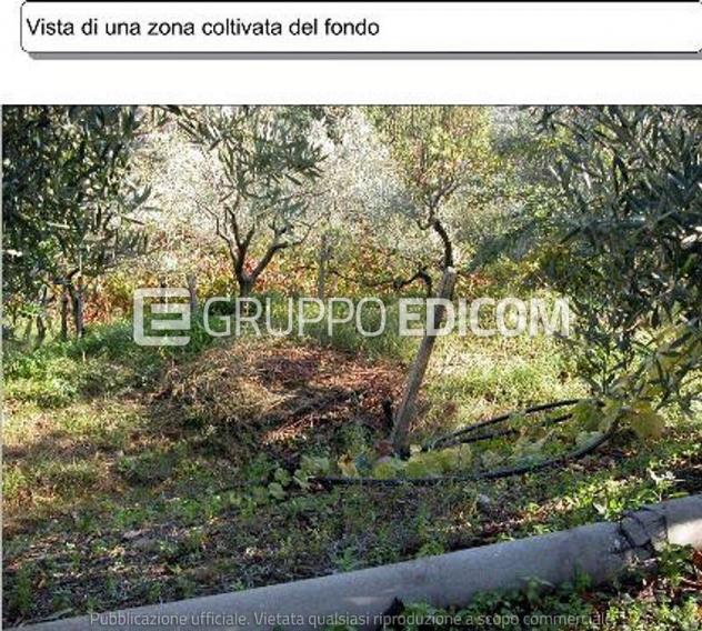terreno agricolo in vendita a Platania