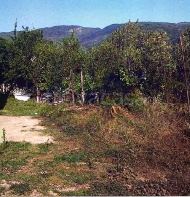 terreno agricolo in vendita a Platania