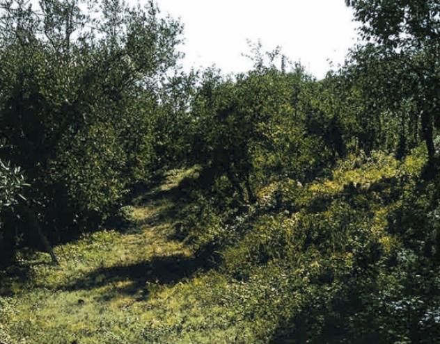 terreno agricolo in vendita a Platania