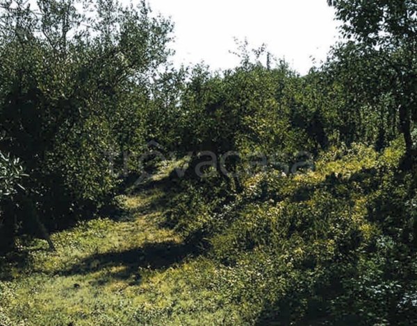 terreno agricolo in vendita a Platania