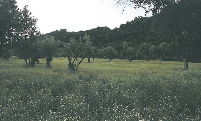 terreno agricolo in vendita a San Floro