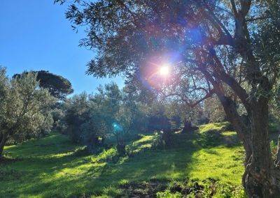 terreno agricolo in vendita a San Floro