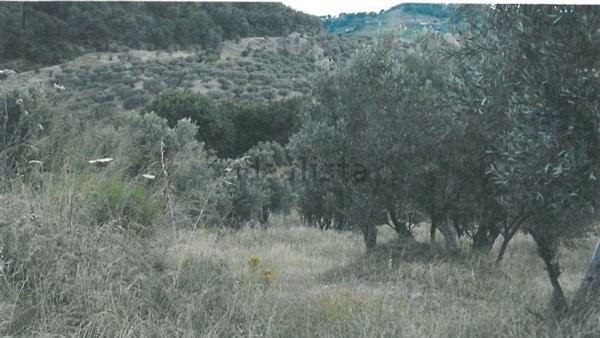 terreno agricolo in vendita a San Floro