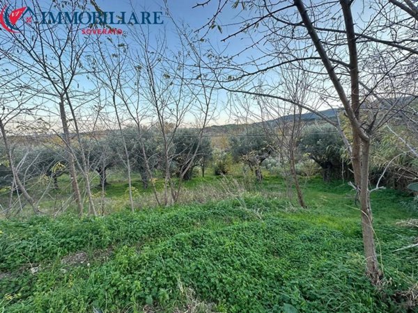 terreno agricolo in vendita a Satriano