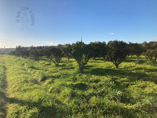 terreno agricolo in vendita a Sellia Marina